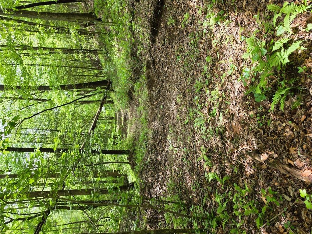 409 Harrison Sluder Road Ellijay, GA 30540 - Photo 14 of 33 a big yard with lots of green space and deers
