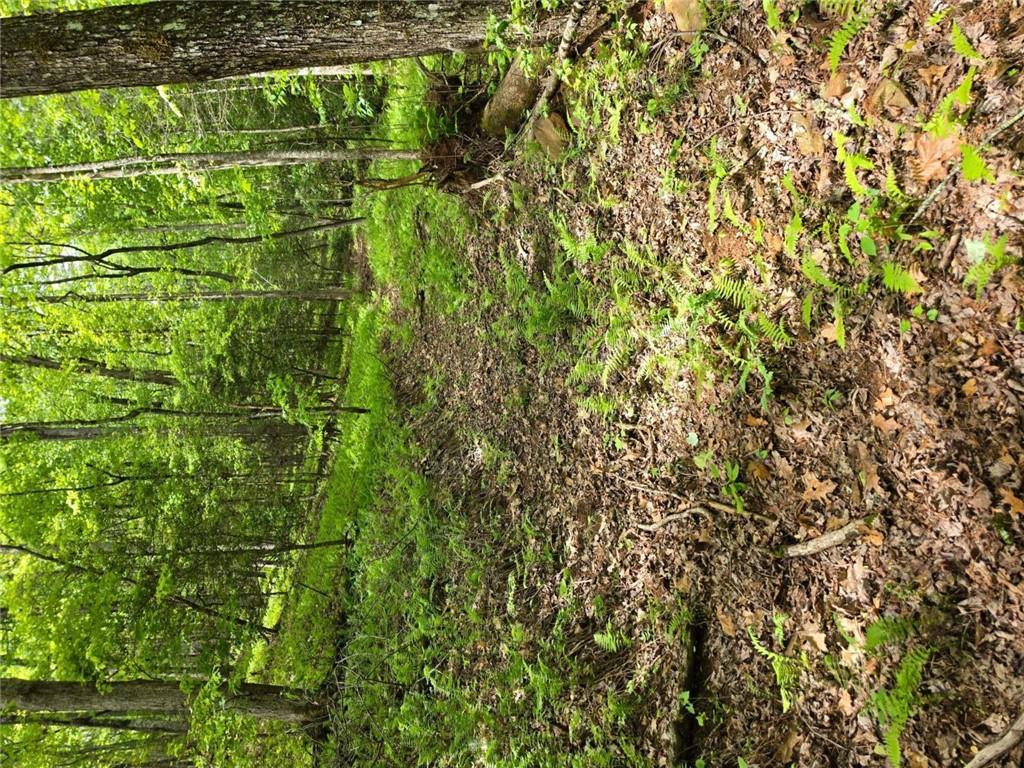 409 Harrison Sluder Road Ellijay, GA 30540 - Photo 15 of 33 a view of a green field with lots of bushes