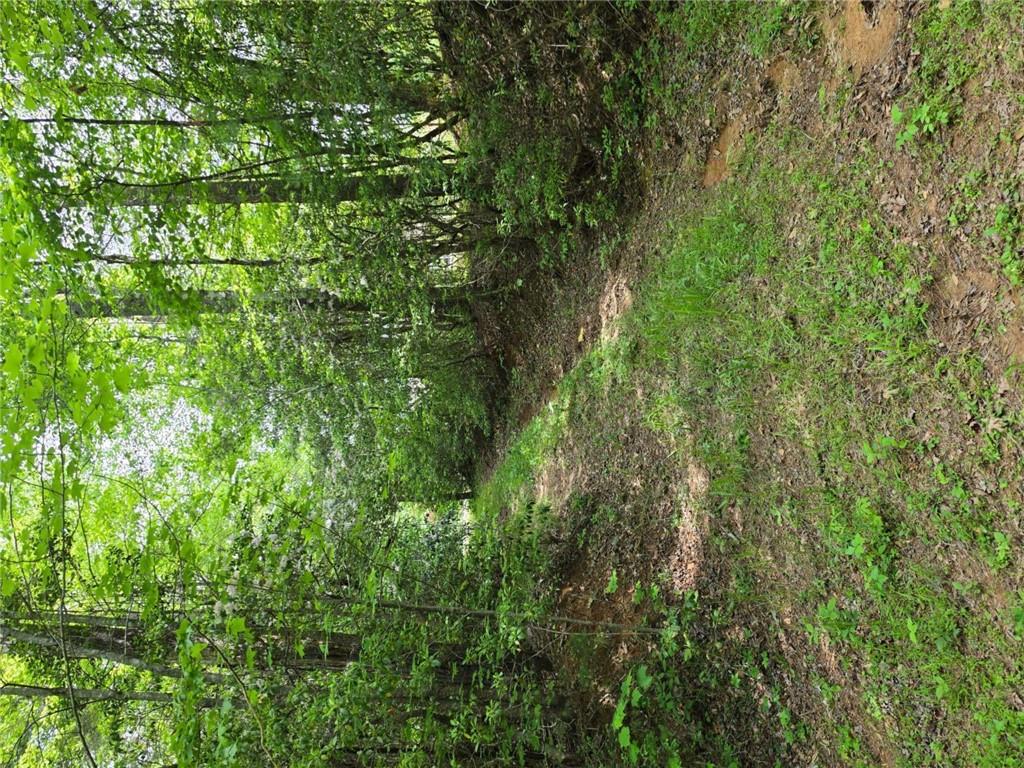 409 Harrison Sluder Road Ellijay, GA 30540 - Photo 23 of 33 a view of a lush green forest