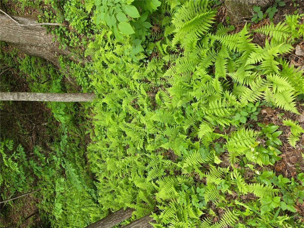 409 Harrison Sluder Road Ellijay, GA 30540 - Photo 3 of 33 a view of a lush green space