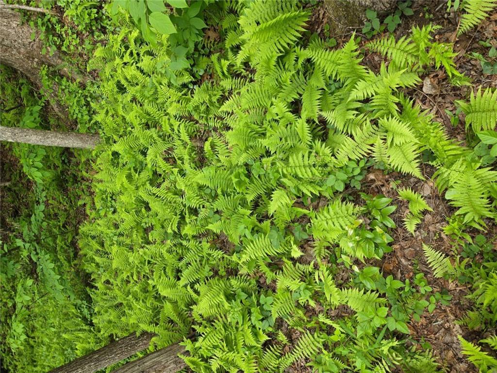 409 Harrison Sluder Road Ellijay, GA 30540 - Photo 4 of 33 a view of a lush green space
