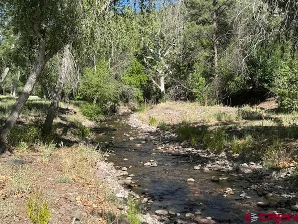 a view of a forest that has a tree