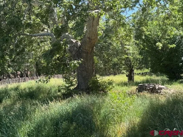 a view of a garden with plants and large trees