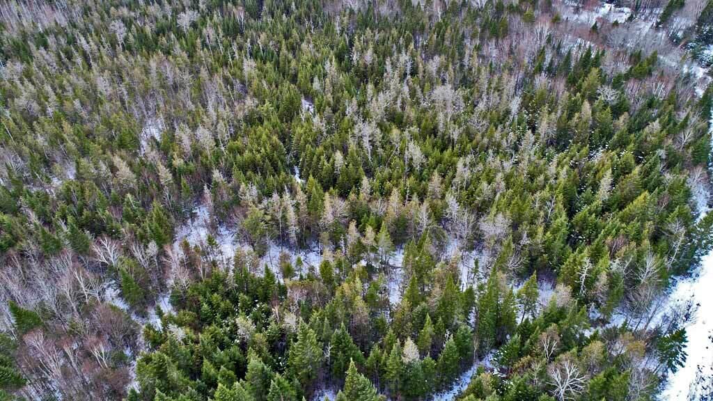 Lot 10 Fire Road Houlton, ME 04730 - Photo 10 of 12 land-woodlot-aroostook