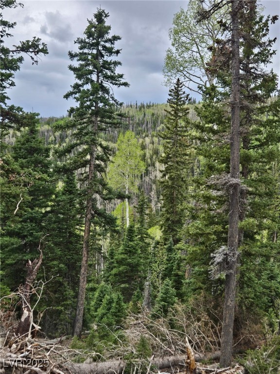 View of tree filled area