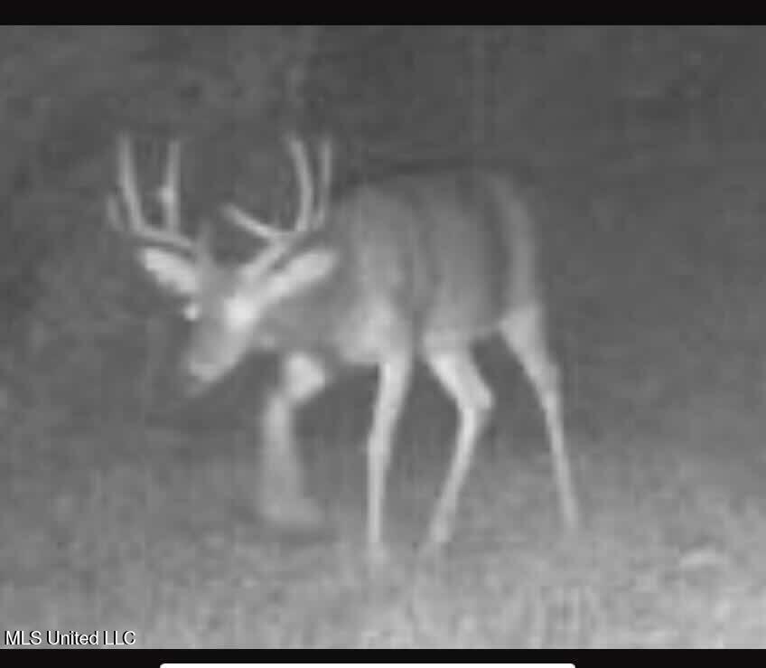 Shady Grove Road Goodman, MS 39079 - Photo 31 of 69 IMG_5233