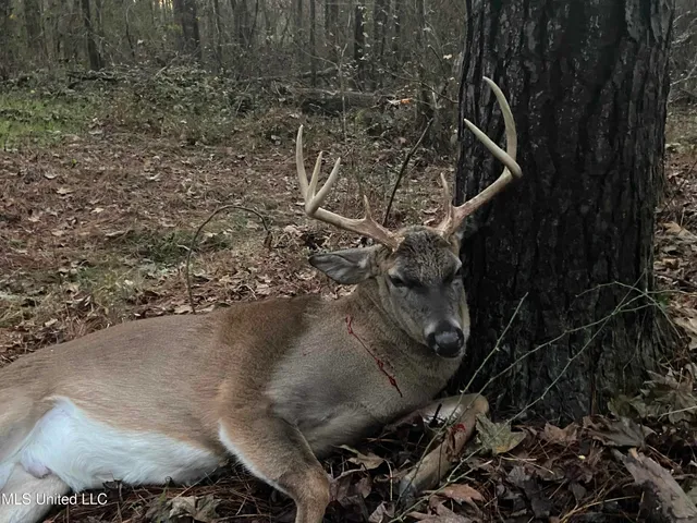 $752,500 | Shady Grove Road, Goodman, MS 39079