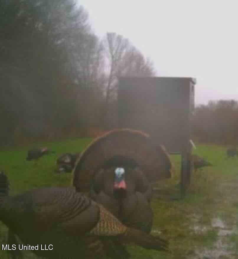 Shady Grove Road Goodman, MS 39079 - Photo 4 of 69 IMG_4669