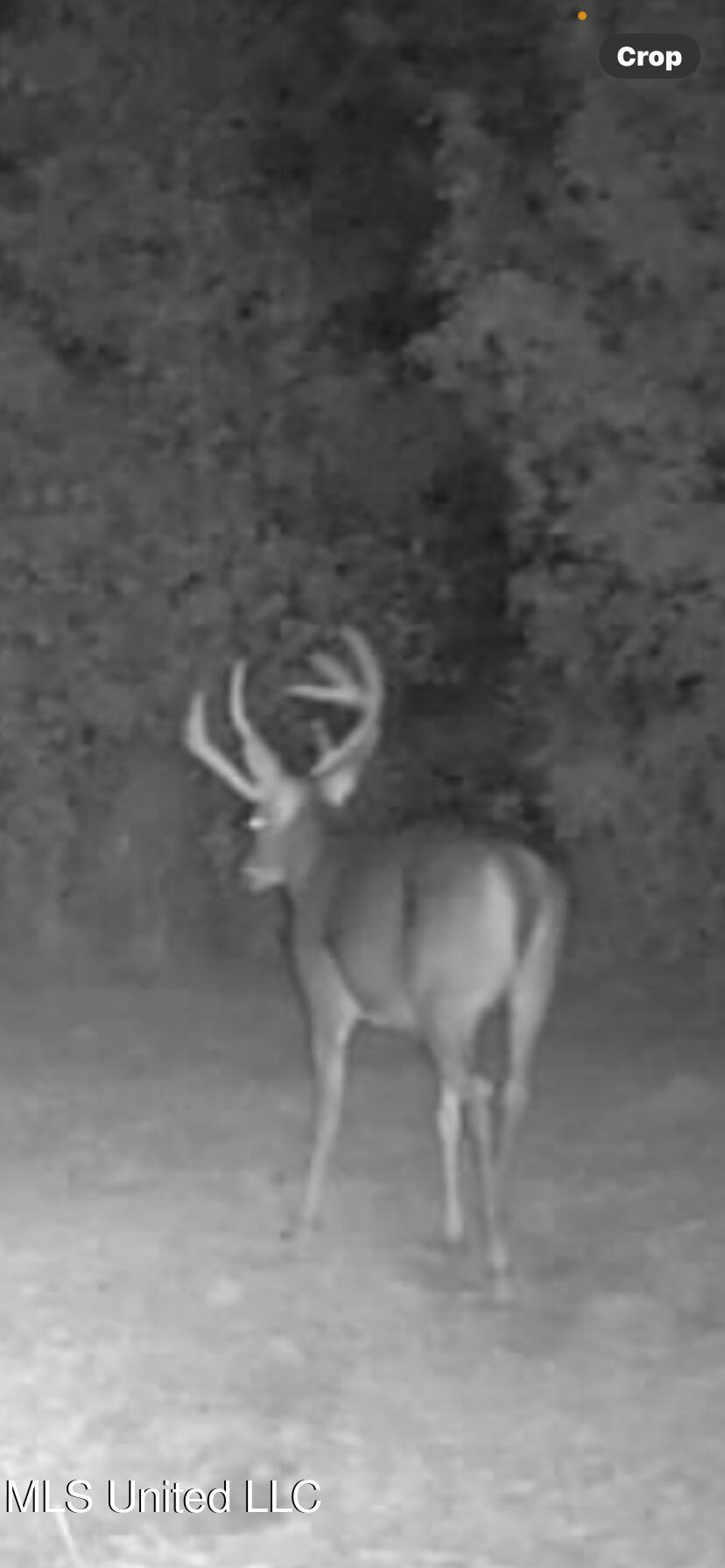 Shady Grove Road Goodman, MS 39079 - Photo 43 of 69 IMG_9306