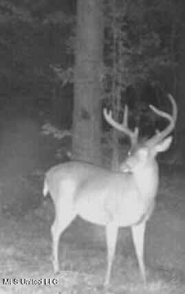 Shady Grove Road Goodman, MS 39079 - Photo 48 of 69 IMG_5177