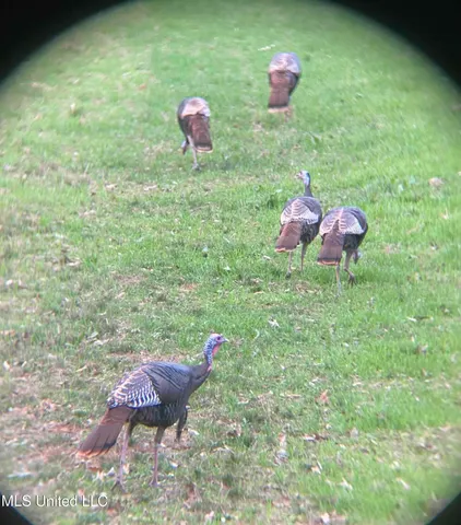 $752,500 | Shady Grove Road, Goodman, MS 39079