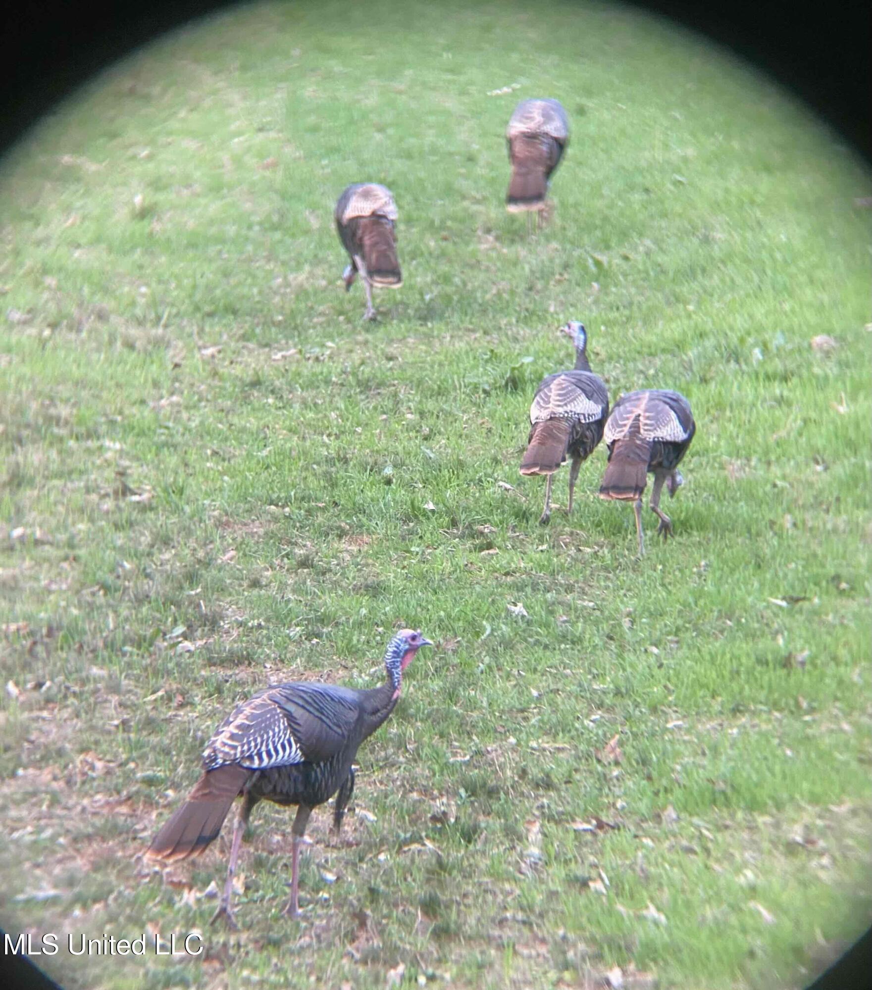 Shady Grove Road Goodman, MS 39079 - Photo 68 of 69 FullSizeRender