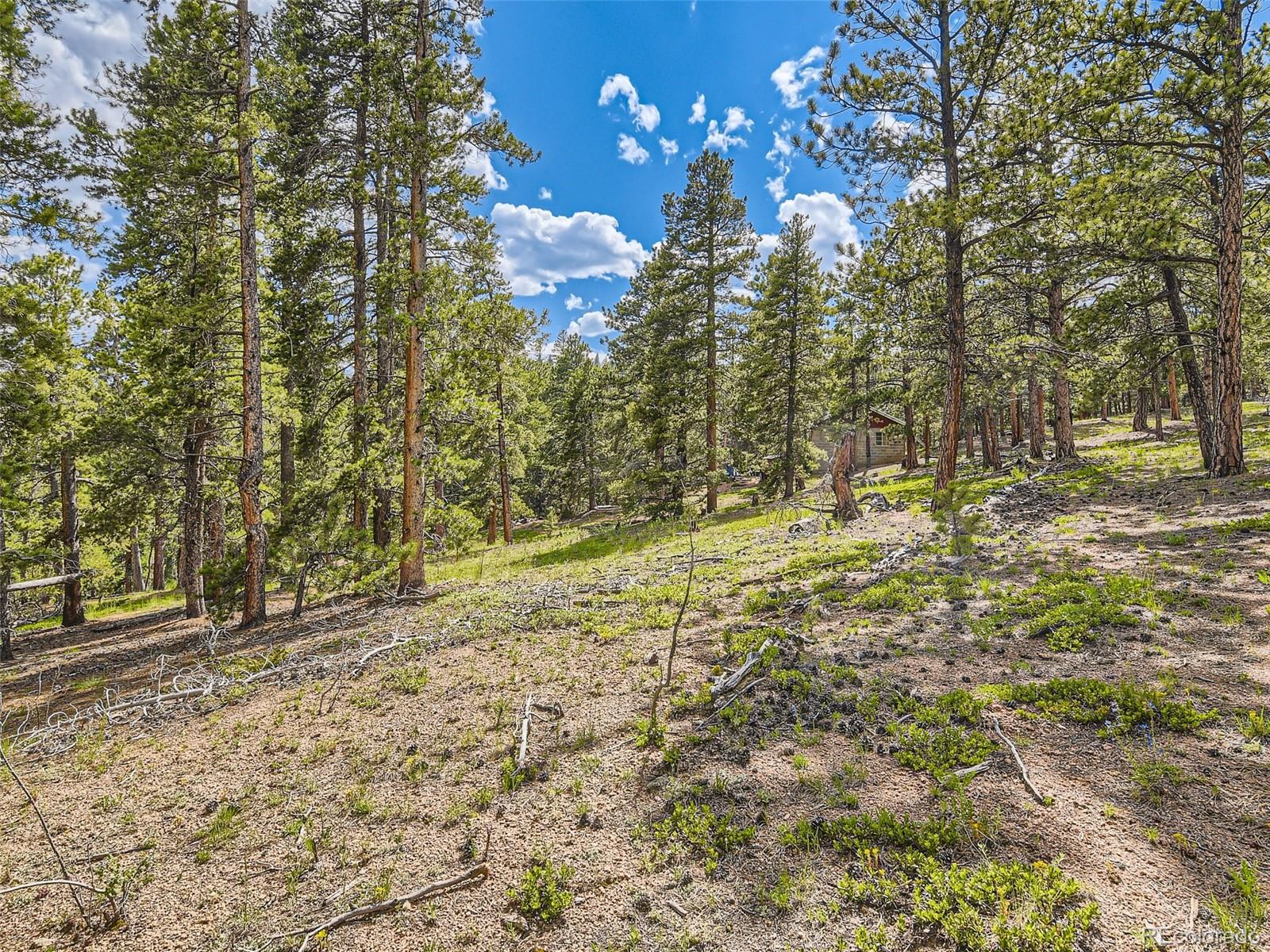 105 Royal Lane Bailey, CO 80421 - Photo 7 of 11 a view of road and trees