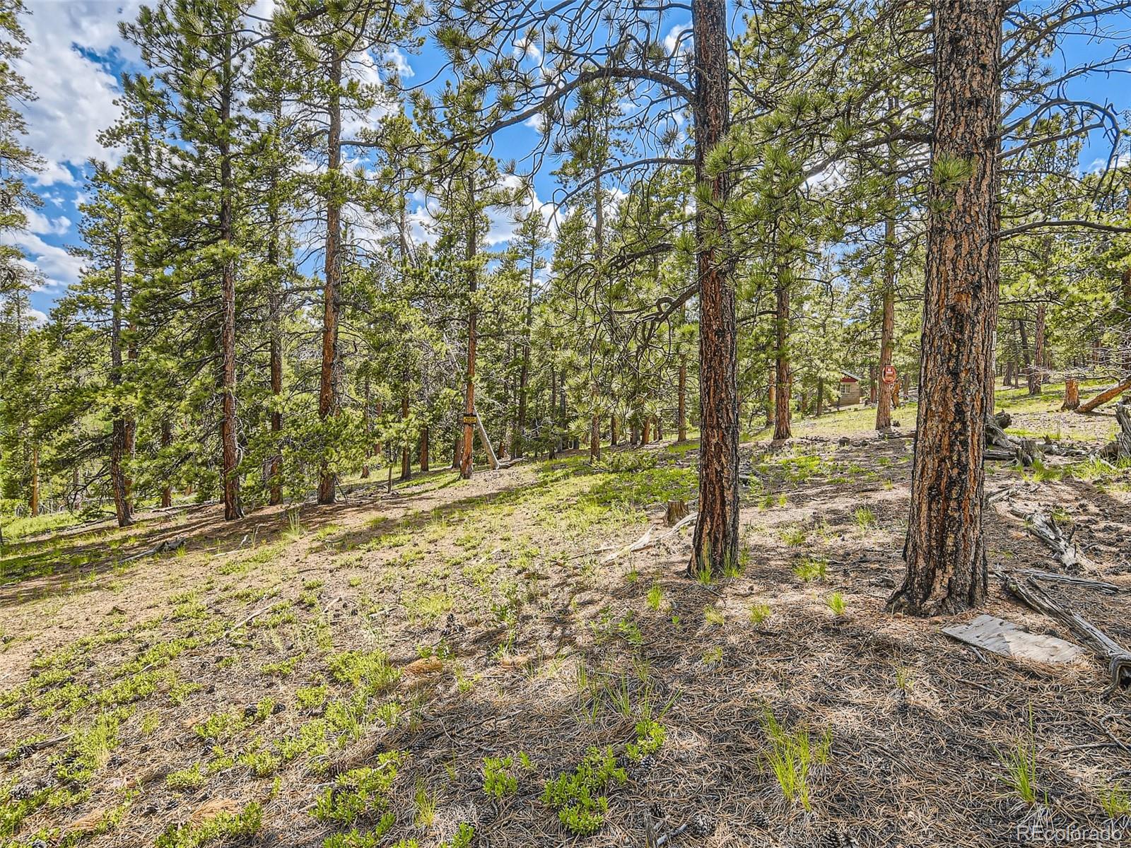 105 Royal Lane Bailey, CO 80421 - Photo 8 of 11 a view of a yard with large trees