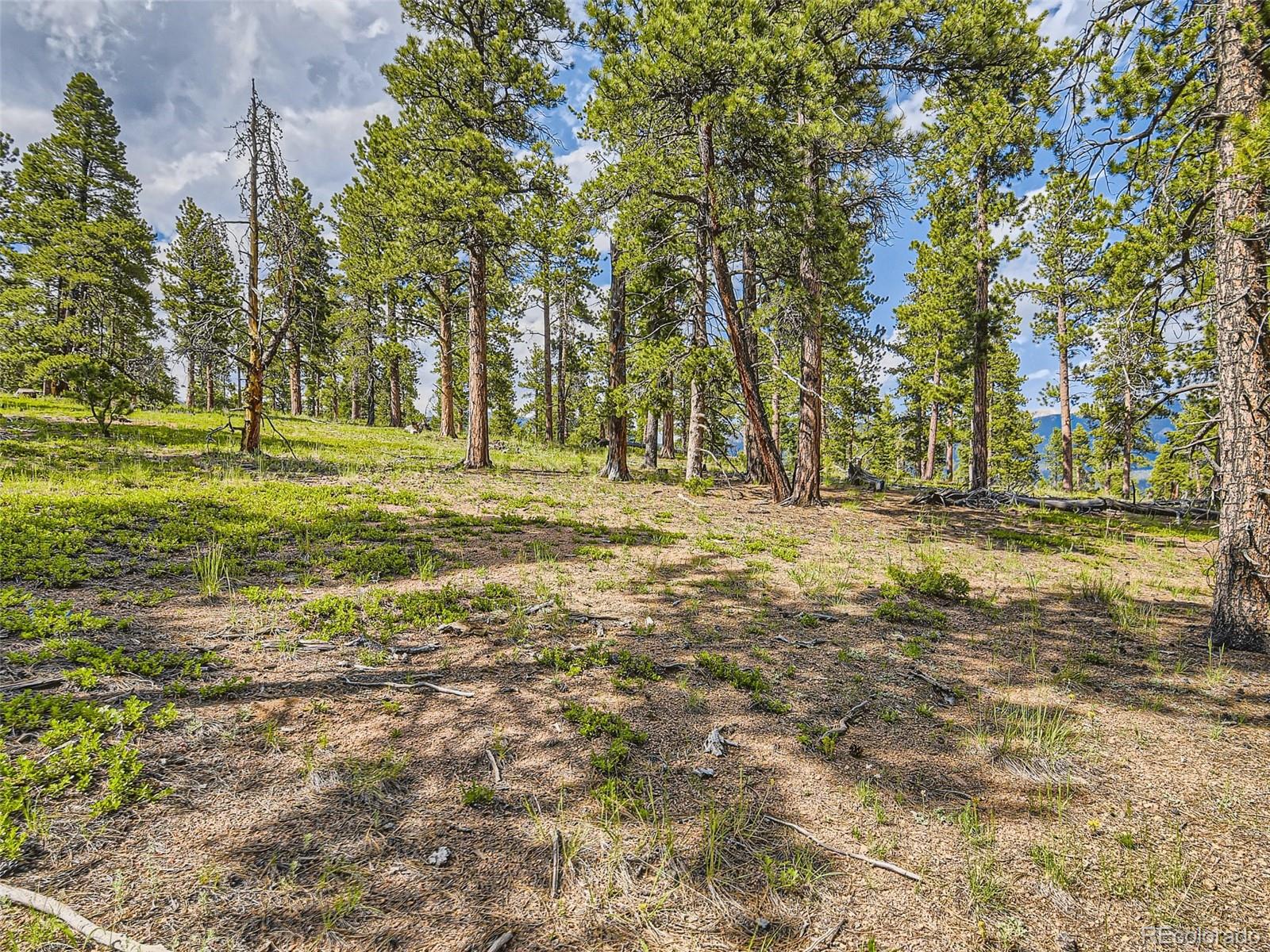 105 Royal Lane Bailey, CO 80421 - Photo 9 of 11 a view of a field with trees