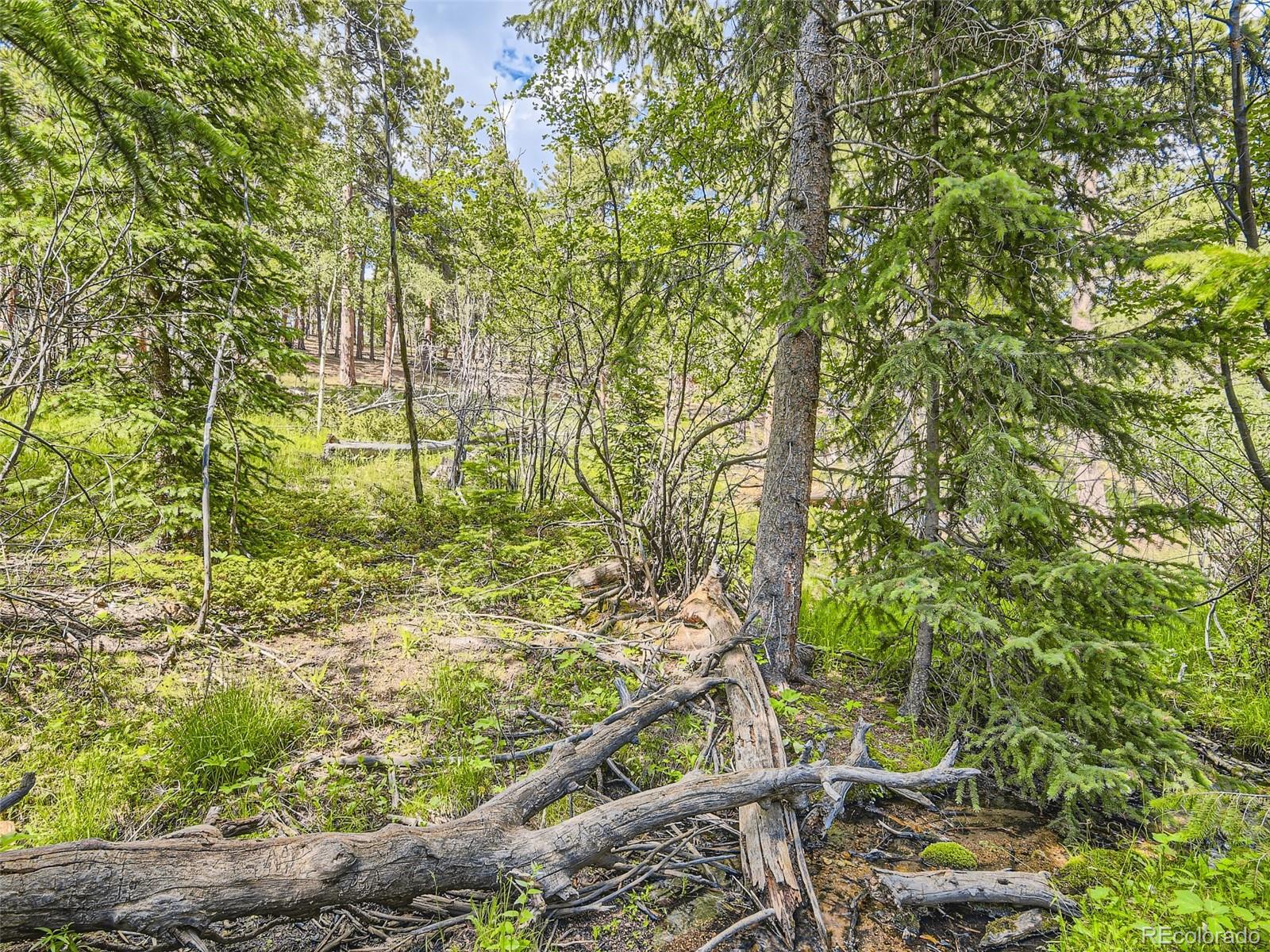 105 Royal Lane Bailey, CO 80421 - Photo 10 of 11 a view of a yard with plants and tree