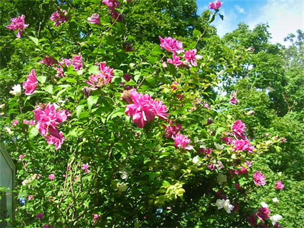 6 Donna Road Chelmsford, MA 01824 - Photo 9 of 9 a flower view