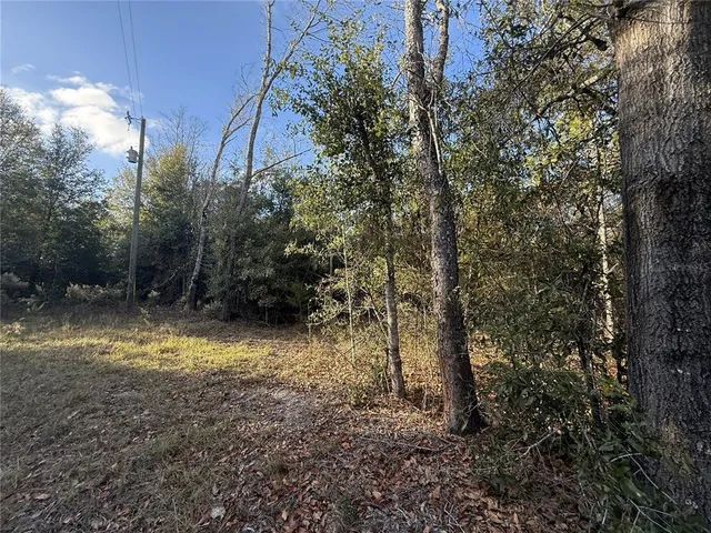 a view of a forest with trees in the background