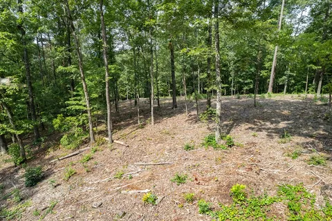 a view of a yard with a tree