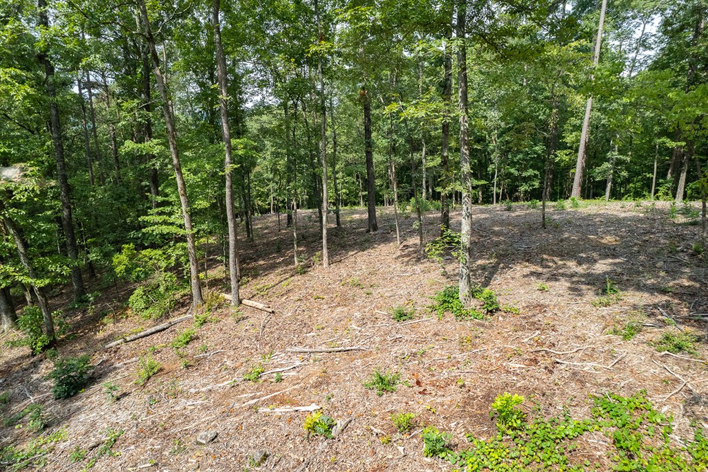 Lot 314 Pebble Trace Talking Rock, GA 30175 - Photo 3 of 14 a view of a yard with a tree