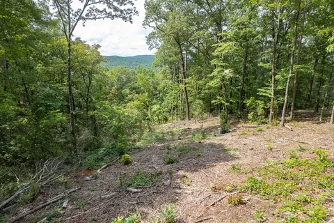 a view of a forest with trees