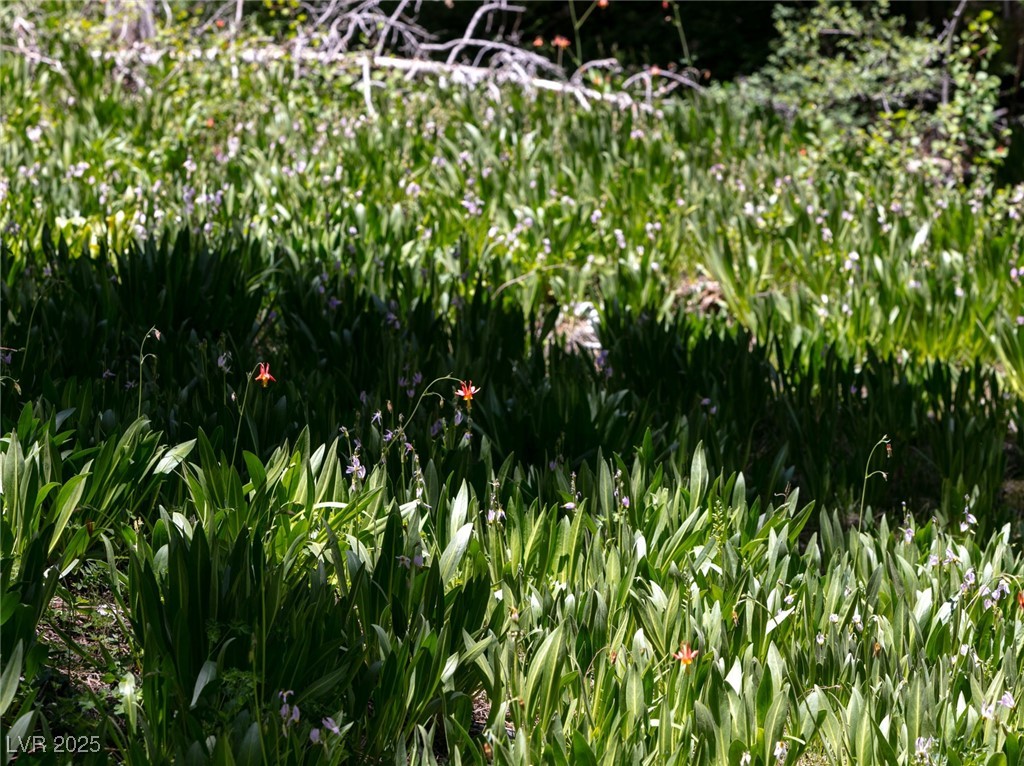 4075 Cougar Ridge Trail Mount Charleston, NV 89124 - Photo 66 of 69