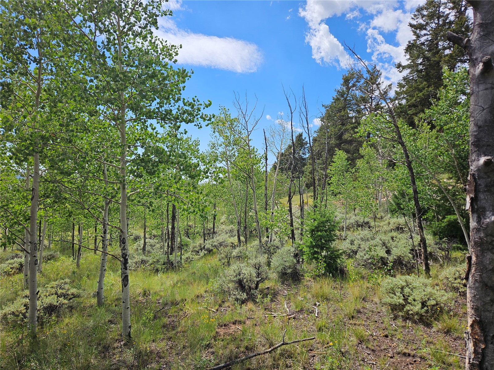 3062 Redhill Road Fairplay, CO 80440 - Photo 33 of 47 Gallery Image 33
