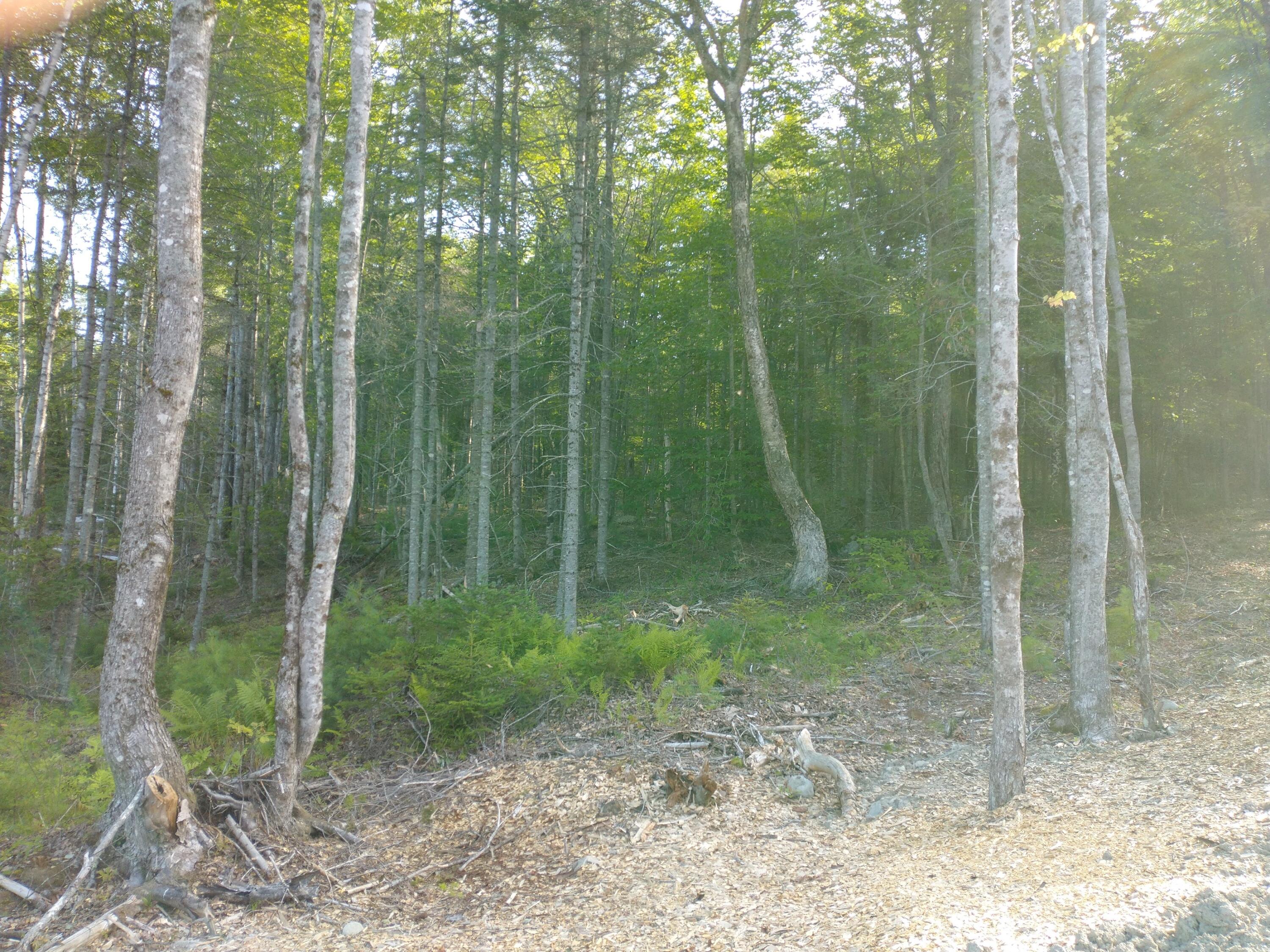 Lot 3 Sunset Hill Road Hancock, ME 04640 - Photo 12 of 16 IMG_20210729_081702550