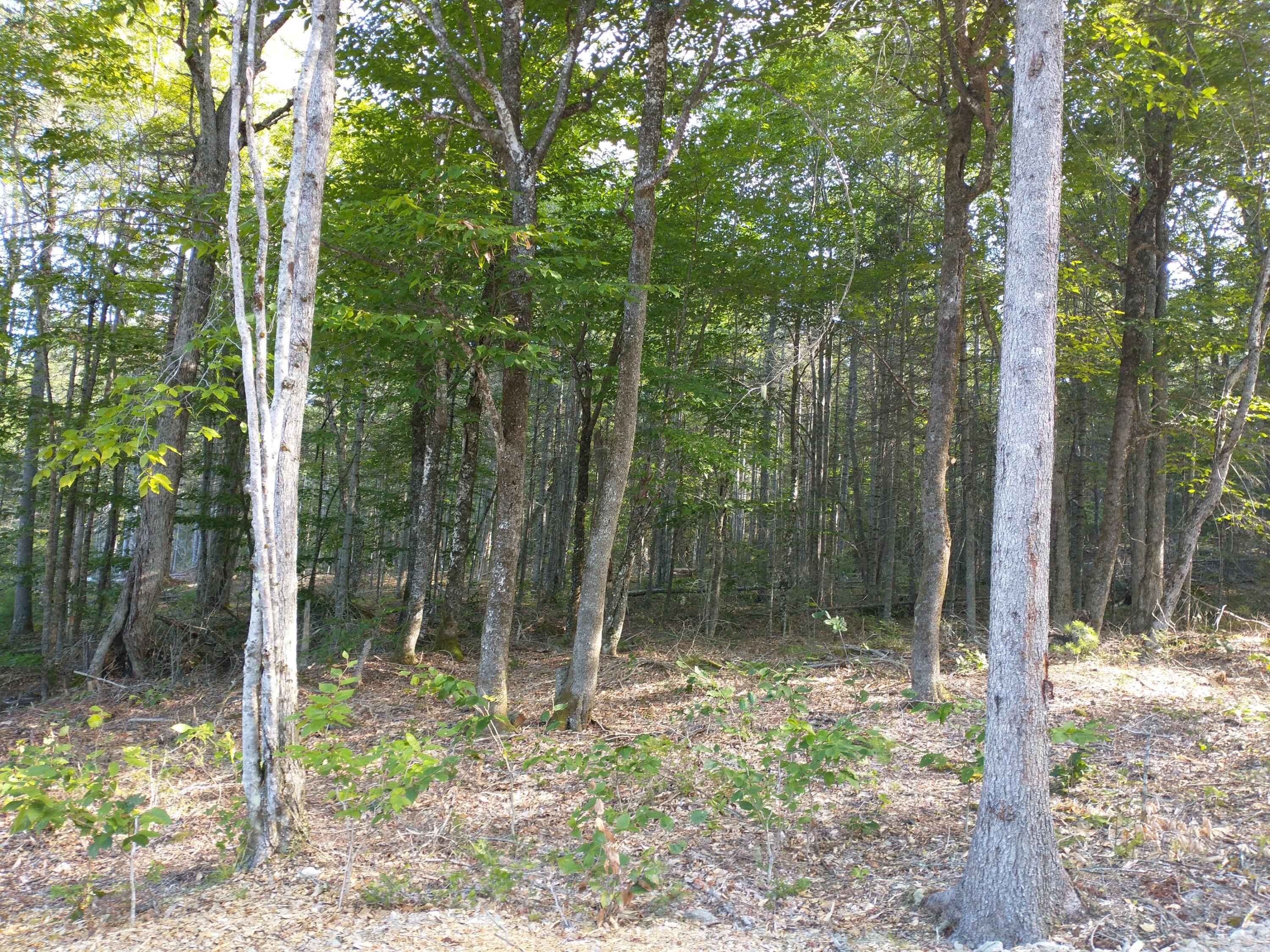 Lot 3 Sunset Hill Road Hancock, ME 04640 - Photo 13 of 16 IMG_20210729_081718570