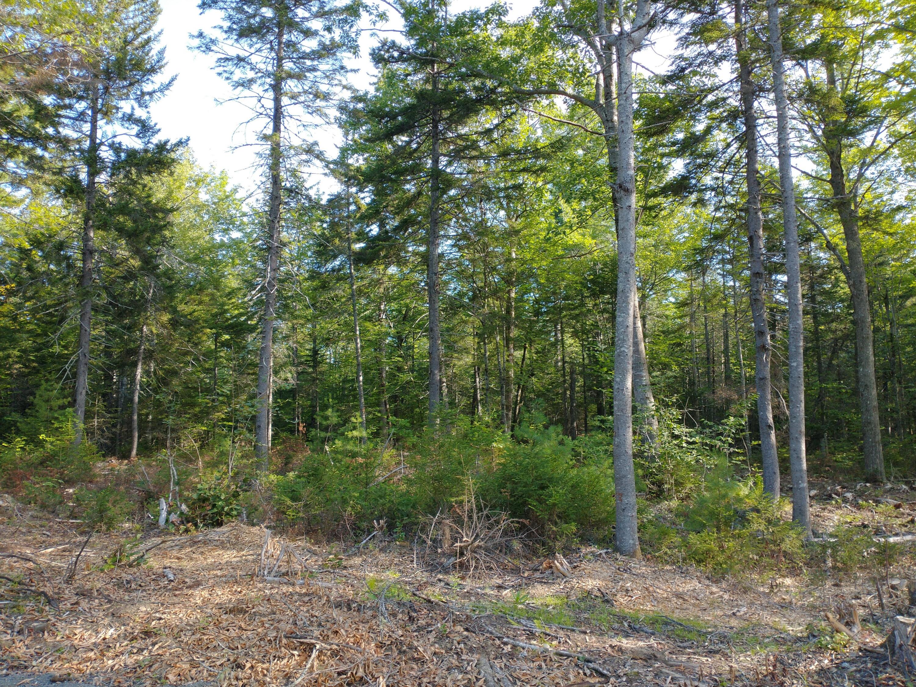 Lot 3 Sunset Hill Road Hancock, ME 04640 - Photo 16 of 16 IMG_20210729_081842796