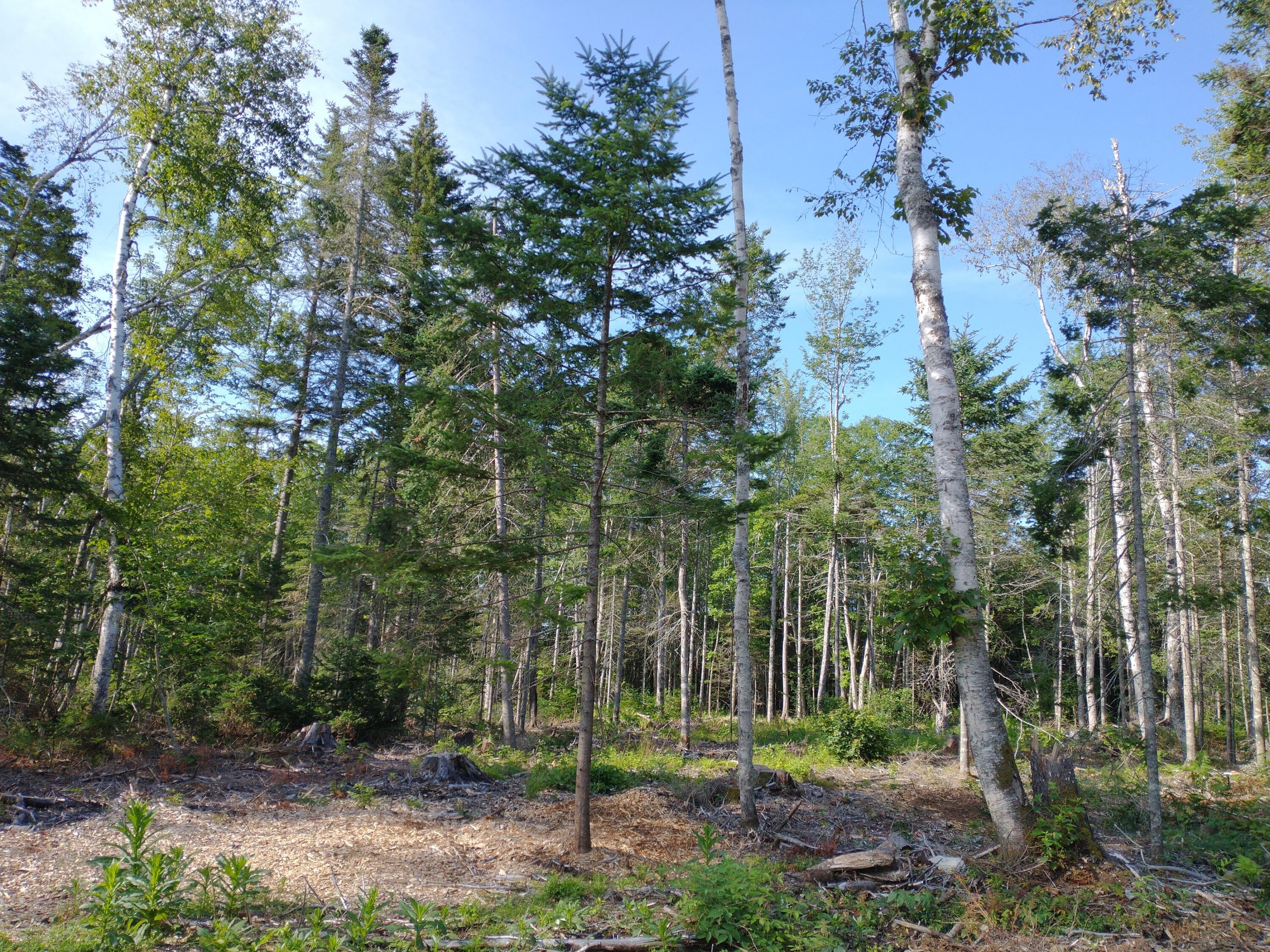 Lot 3 Sunset Hill Road Hancock, ME 04640 - Photo 7 of 16 IMG_20210729_081359839