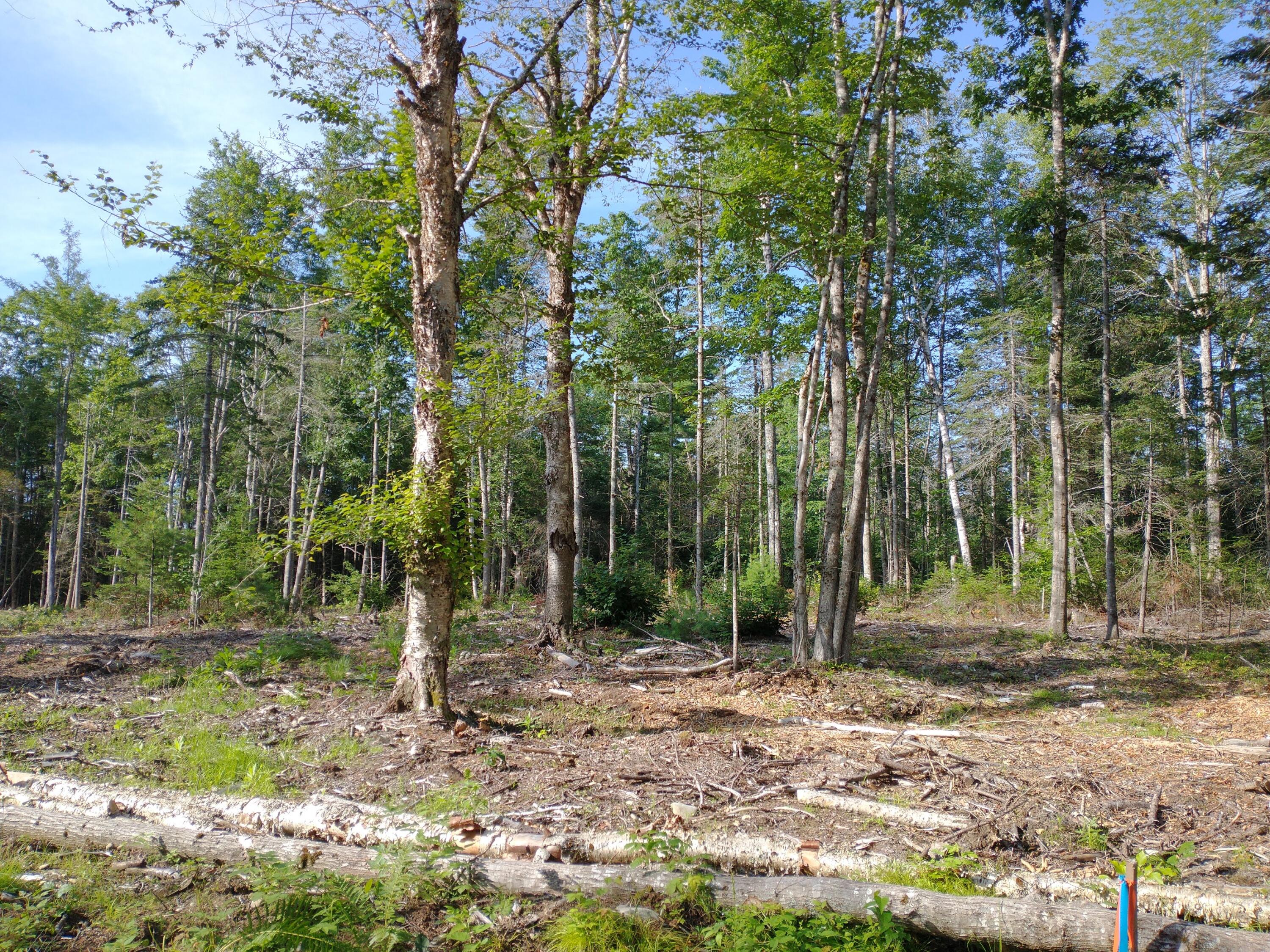 Lot 3 Sunset Hill Road Hancock, ME 04640 - Photo 8 of 16 IMG_20210729_081418495