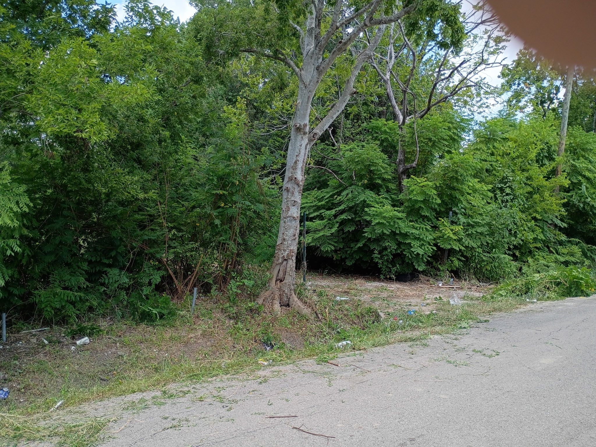 6418 St Augustine Street Houston, TX 77021 - Photo 3 of 6 a view of a field with trees in the background