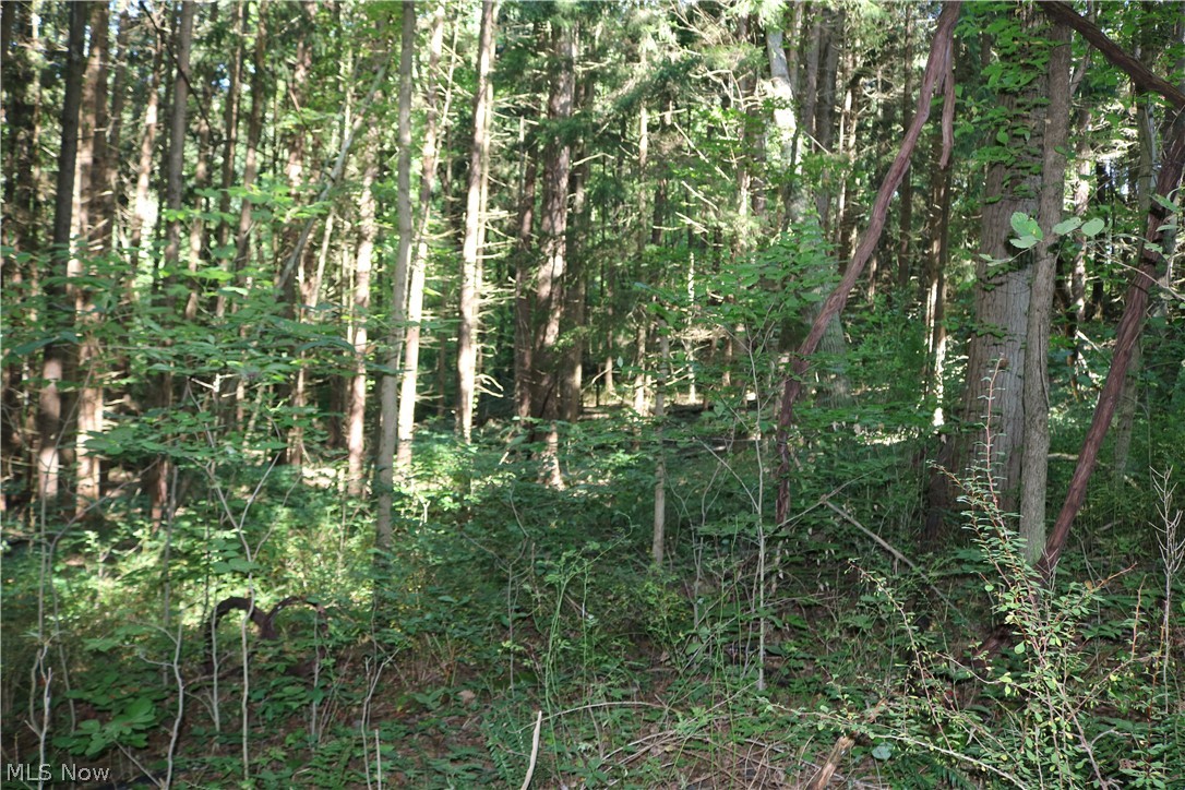 Lick Run Road Newcomerstown, OH 43832 - Photo 10 of 23 Gallery Image 10