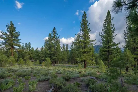 a view of a lush green forest