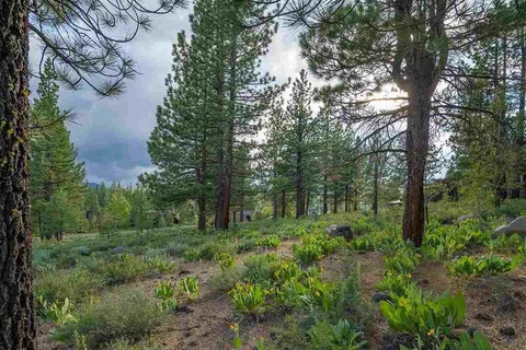 a view of a park with large trees