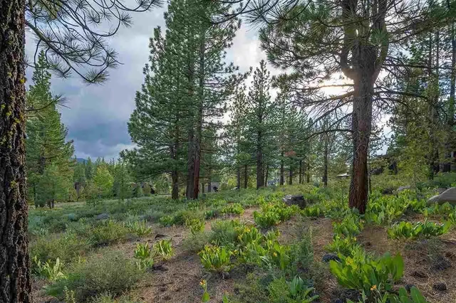 a view of a park with large trees