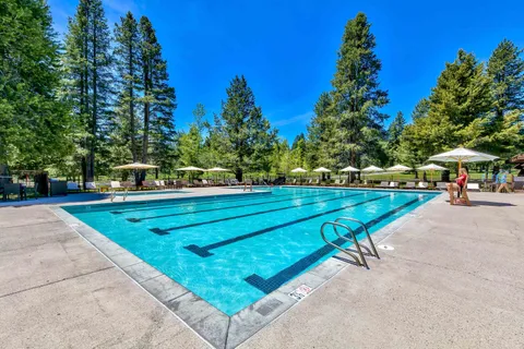 a garden view with tall trees