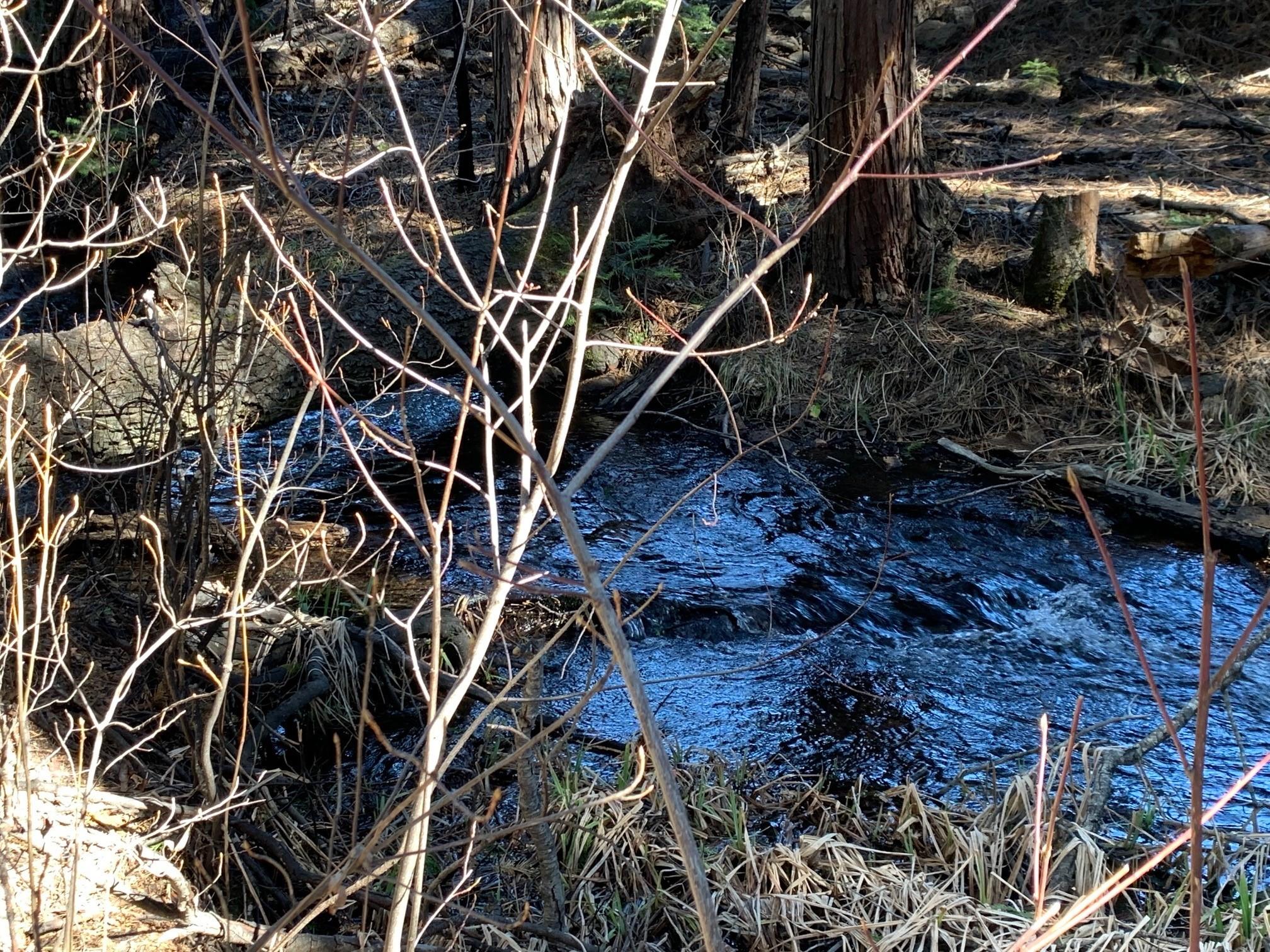 Lot 34 Princess Pine Shingletown, CA 96088 - Photo 4 of 9 a backyard of a house