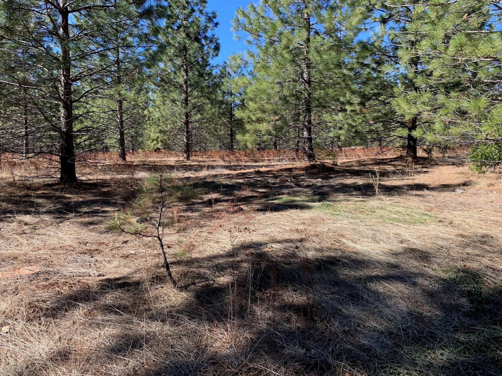 Lot 34 Princess Pine Shingletown, CA 96088 - Photo 8 of 9 a view of a backyard with large trees