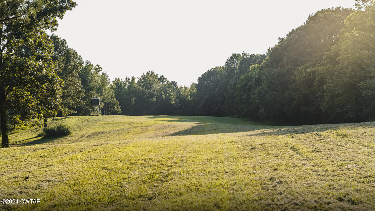 433 Jolly Springs Road Dresden, TN 38225 - Photo 54 of 64 a view of a yard with large trees