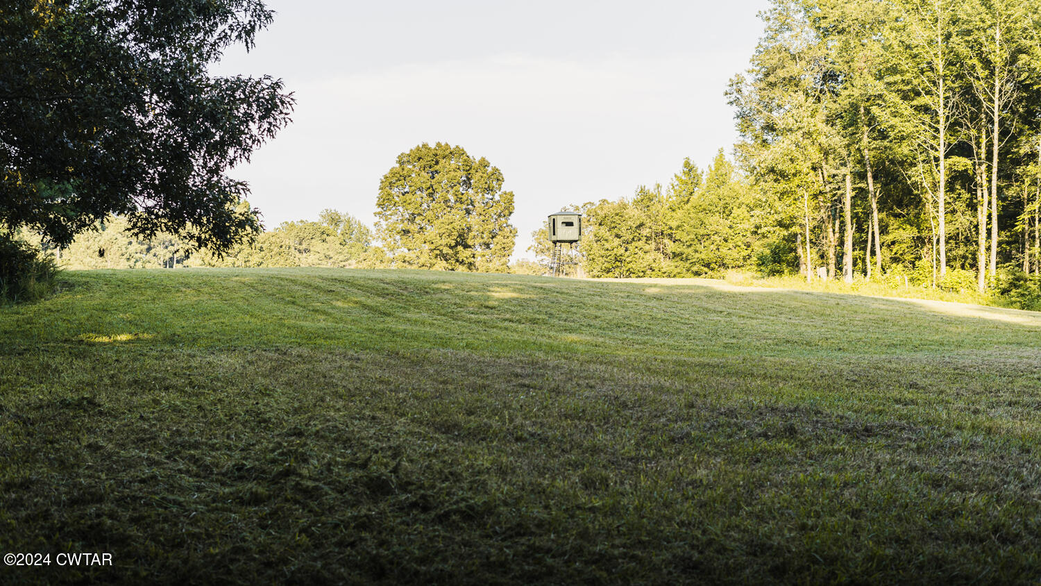 433 Jolly Springs Road Dresden, TN 38225 - Photo 56 of 64 a view of a big yard with large trees