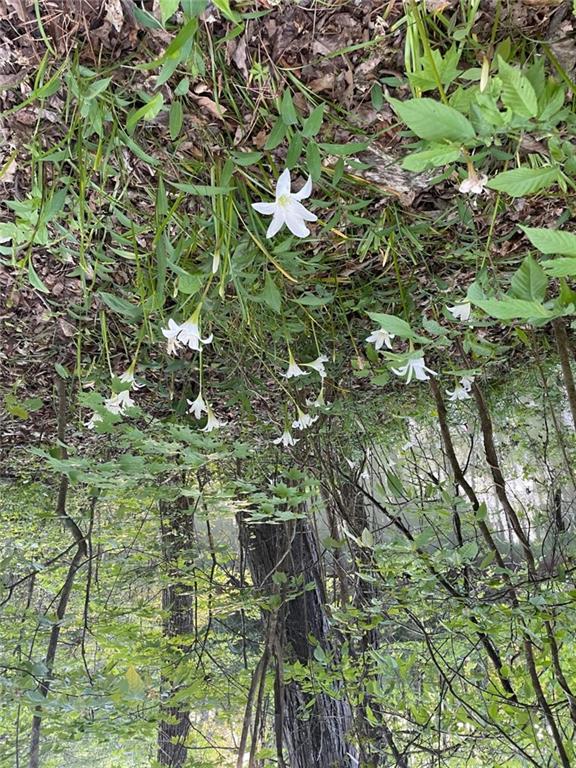 675 McGee Bend Road Southwest Cave Spring, GA 30124 - Photo 67 of 71