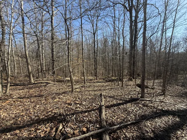 a view of a yard with trees