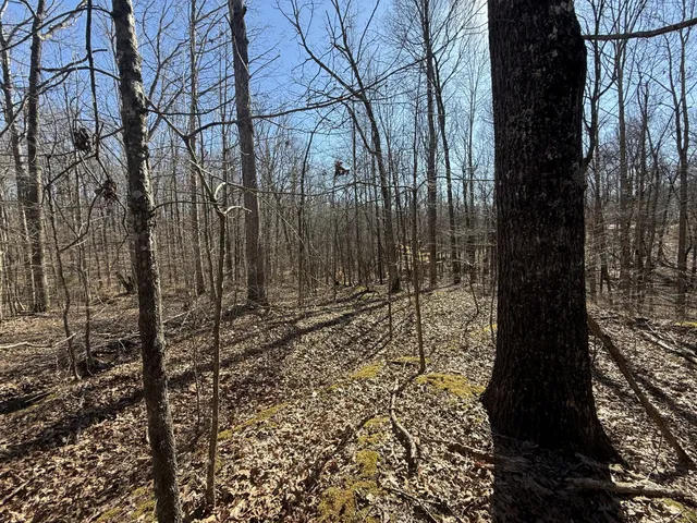 a view of a yard with trees