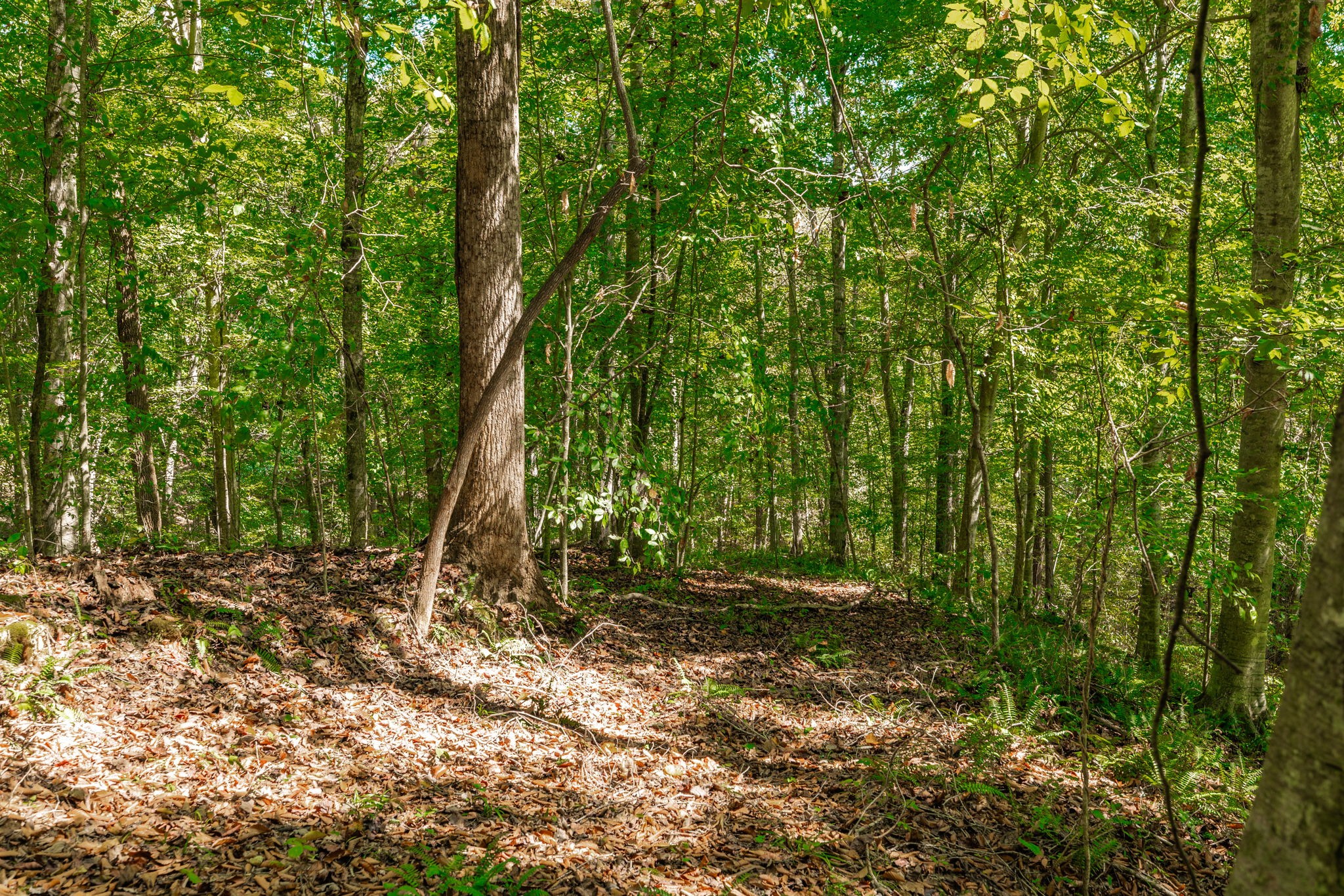 0 Spring Hollow Road Lafayette, TN 37083 - Photo 10 of 42 Gallery Image 10