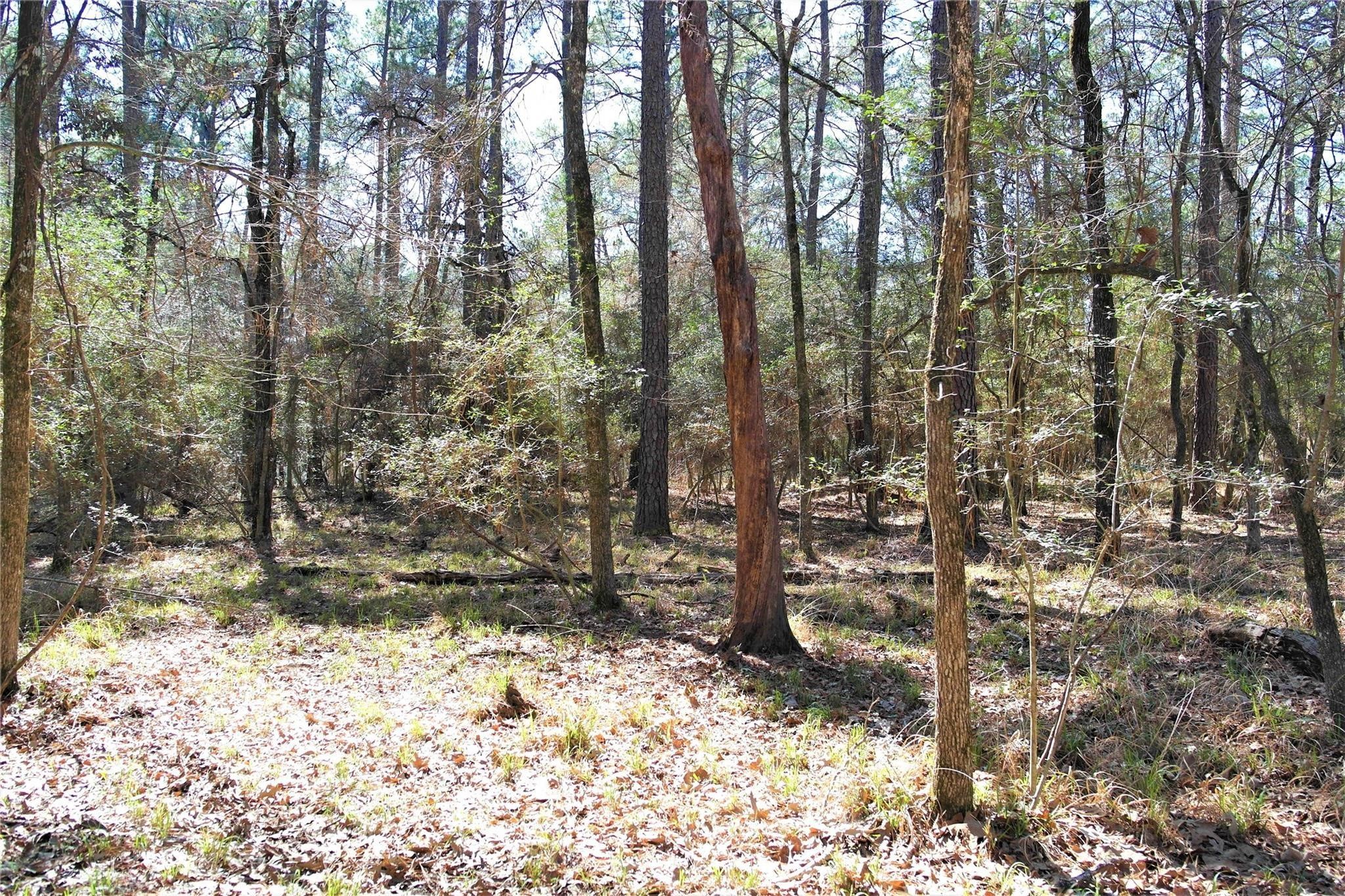 a view of a yard with trees