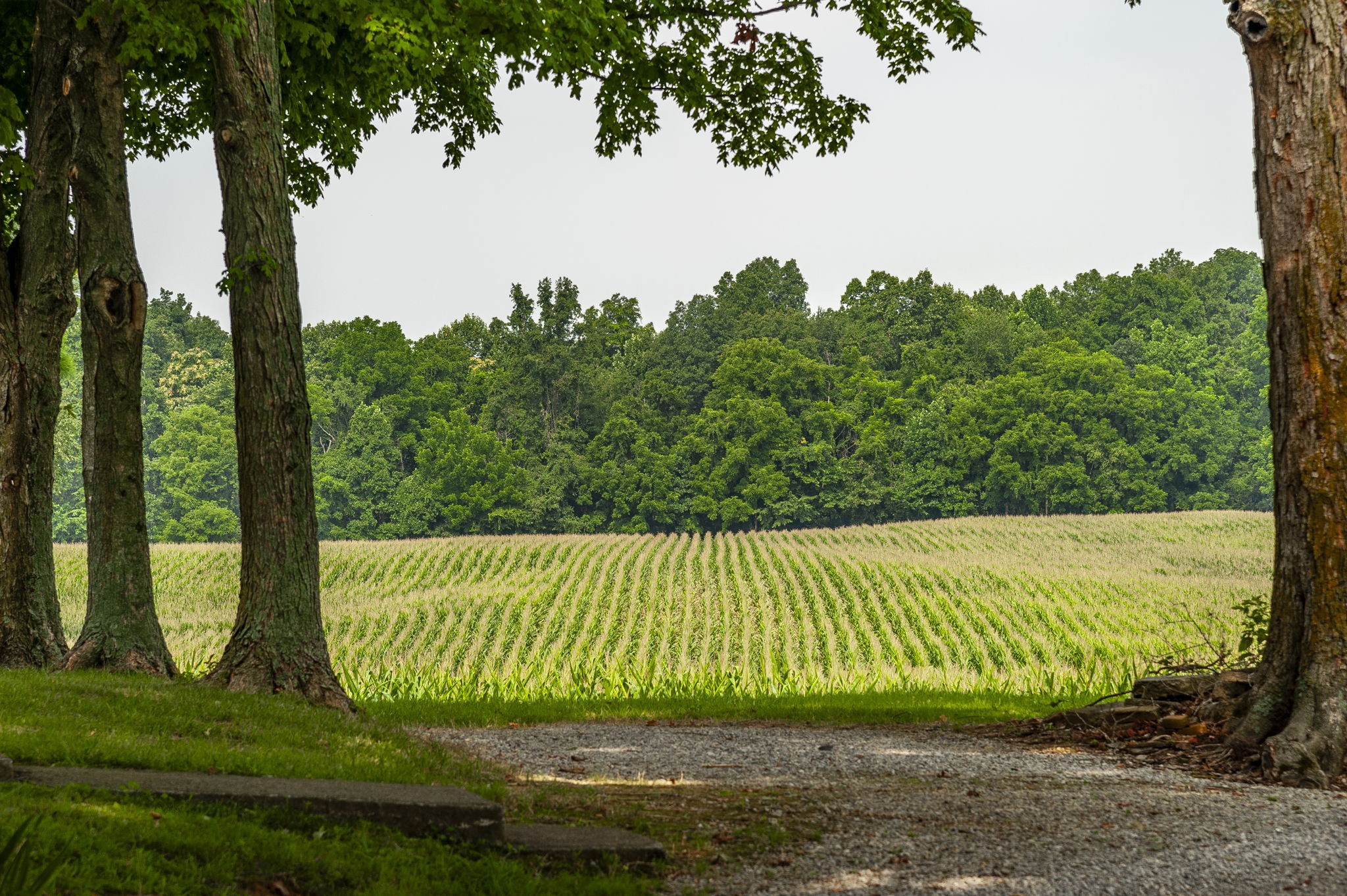 4131 Corbin Sneed Road Springfield, TN 37172 - Photo 5 of 52 a view of a back yard