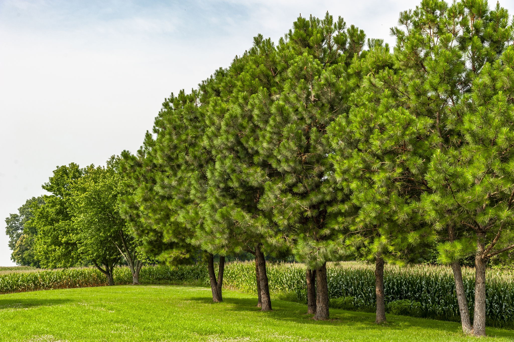 4131 Corbin Sneed Road Springfield, TN 37172 - Photo 52 of 52 a big yard with lots of trees