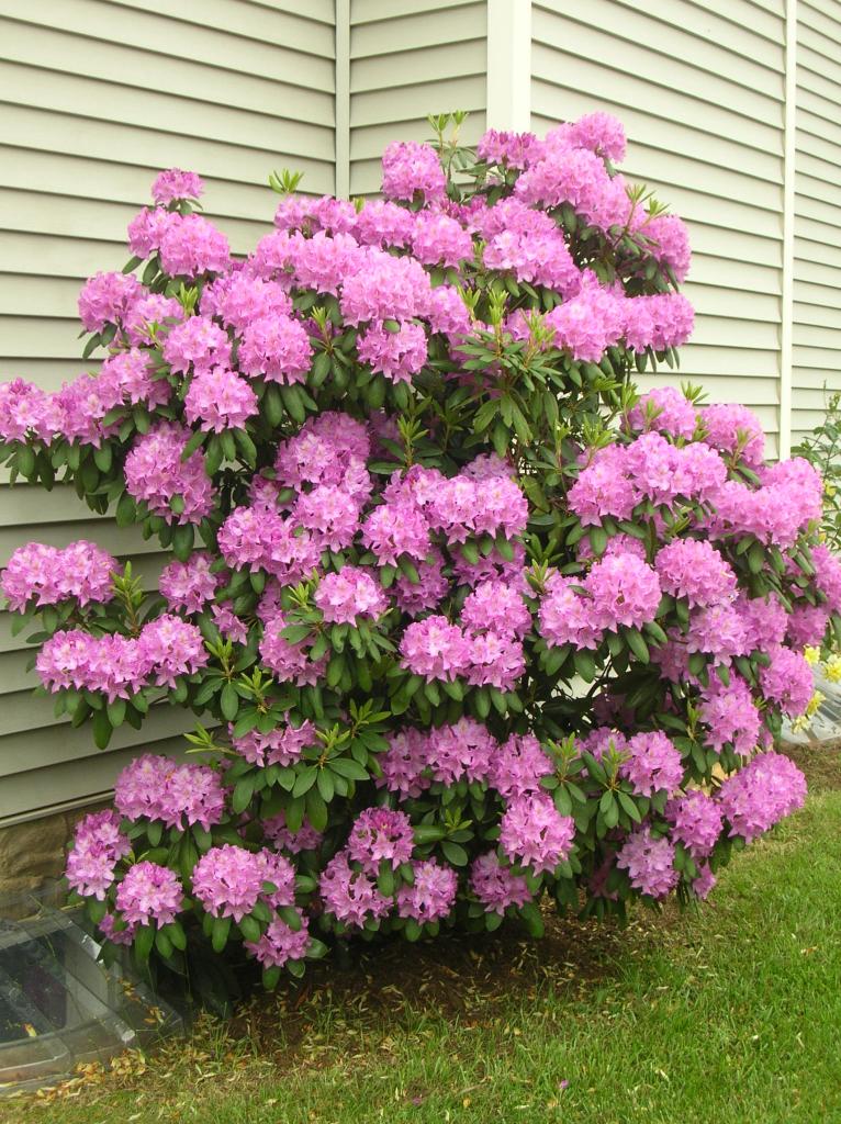 5357 Huntridge Road Roanoke, VA 24012 - Photo 5 of 13 Beautiful blooms in spring
